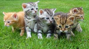 What Do Cat Charities Do